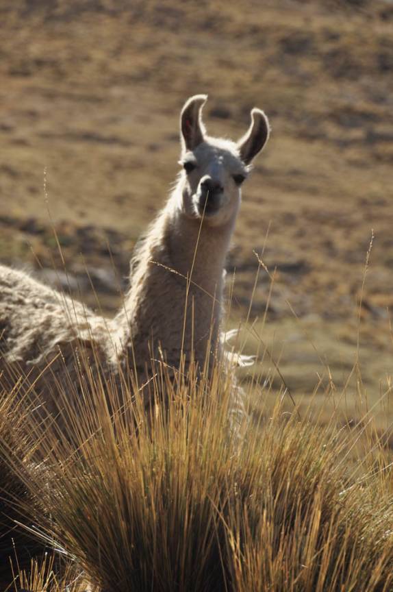 Lhama nos olha curiosa na região do Chacaltaya, na Bolívia